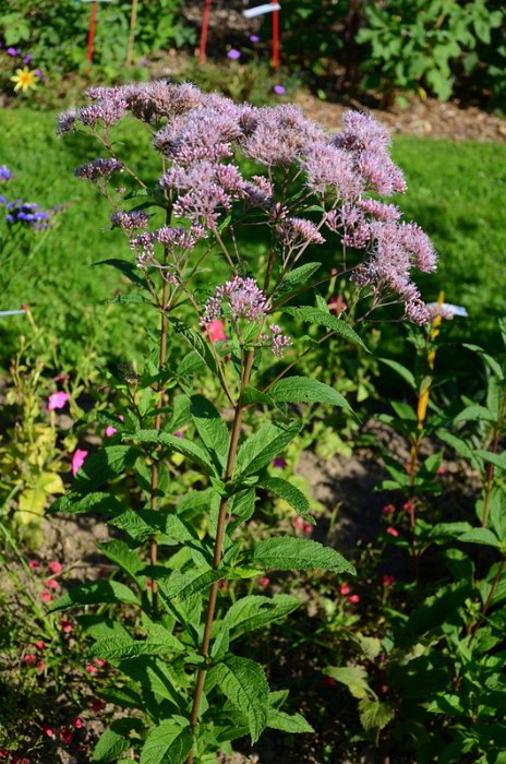 Eutrochium =Eupatorium maculatum 'Gateway'